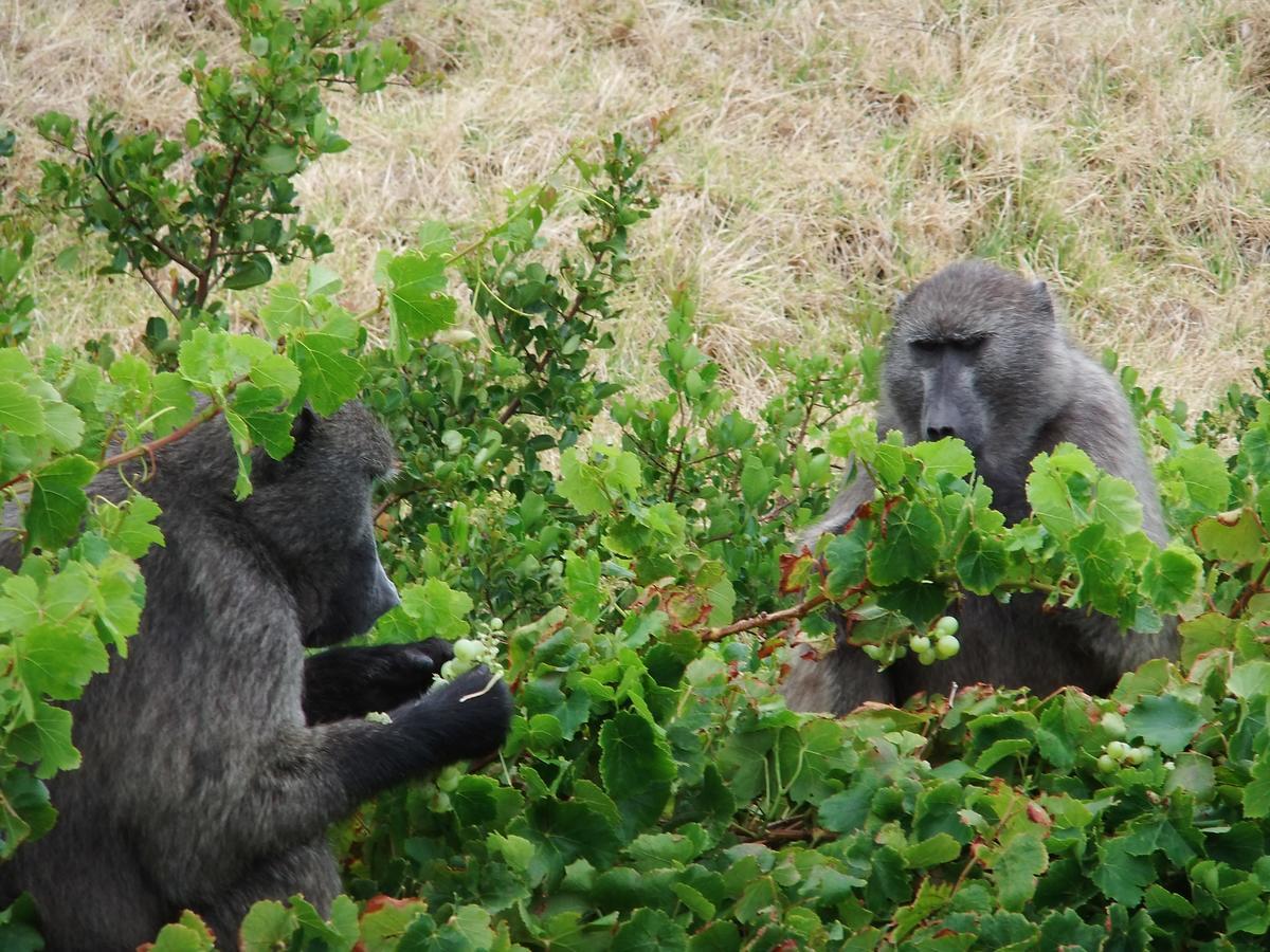 Makapa Lodge Cape Town Bagian luar foto